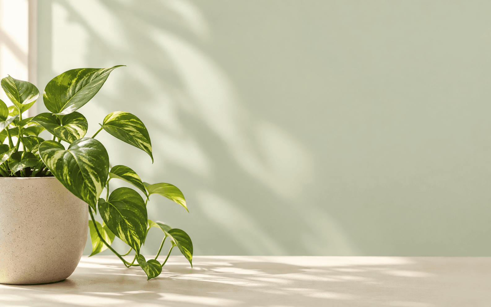 A golden pothos trailing from a pot on a sunlit shelf